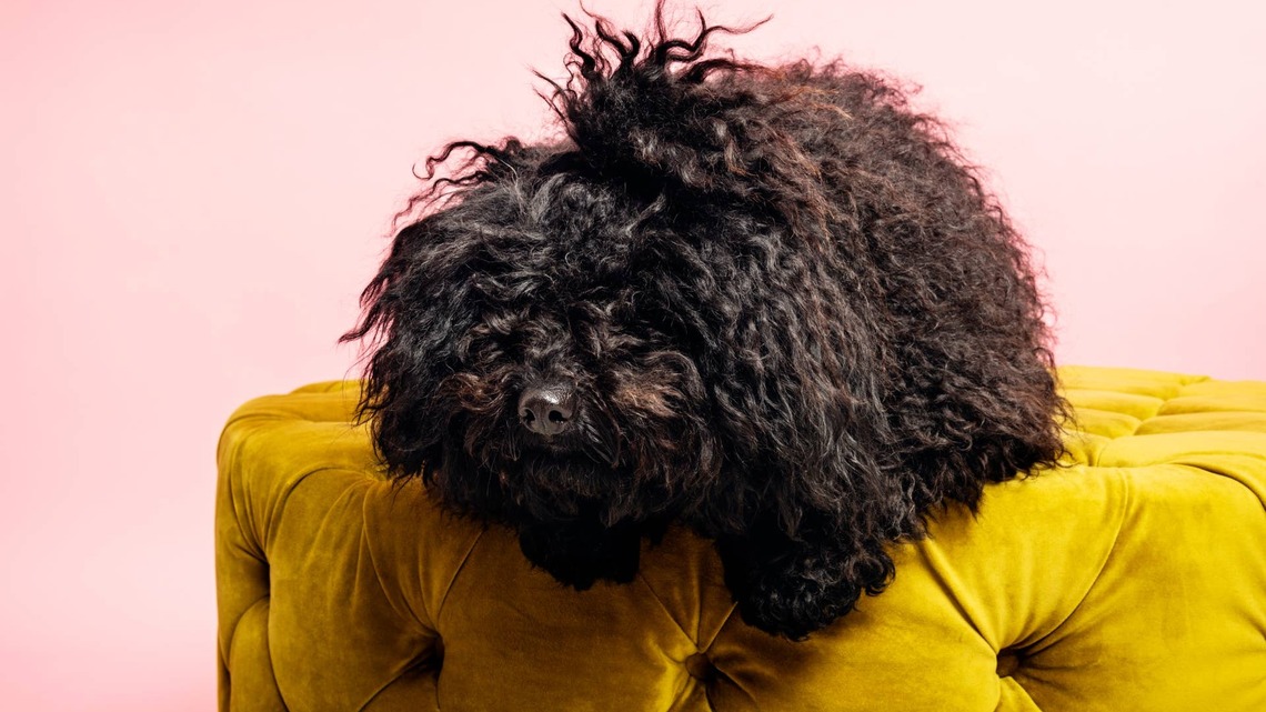 A Dog at Costco Looked So Much Like a Mop That Shoppers Had to Do a Double Take 