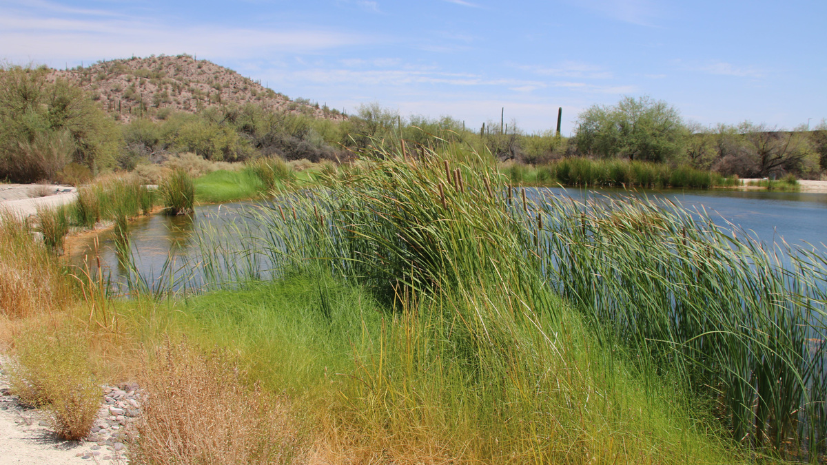 O'odham leaders visit springs, cultural sites at risk from border wall