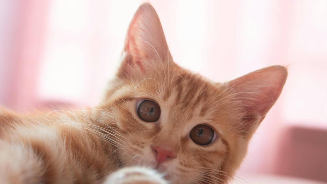 Paralyzed Orange Cat's Little Casts Make It Look Like He's Wearing 'Fancy Green Heels' 