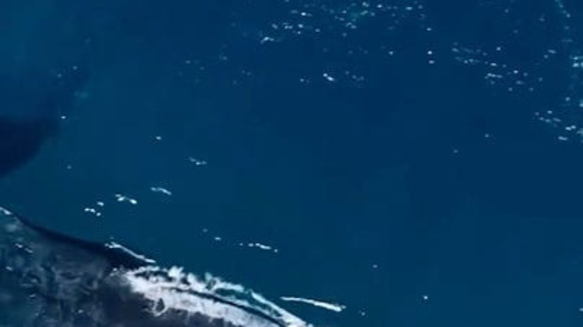 Drone captures rare footage of humpback whale giving birth 