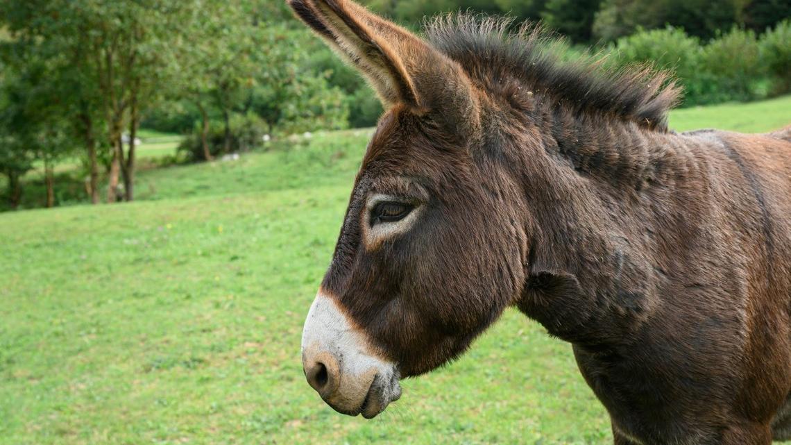 Maine Coon Cat's Sweet Affection for Donkey Friend Will Make You Go 'Aww!' 