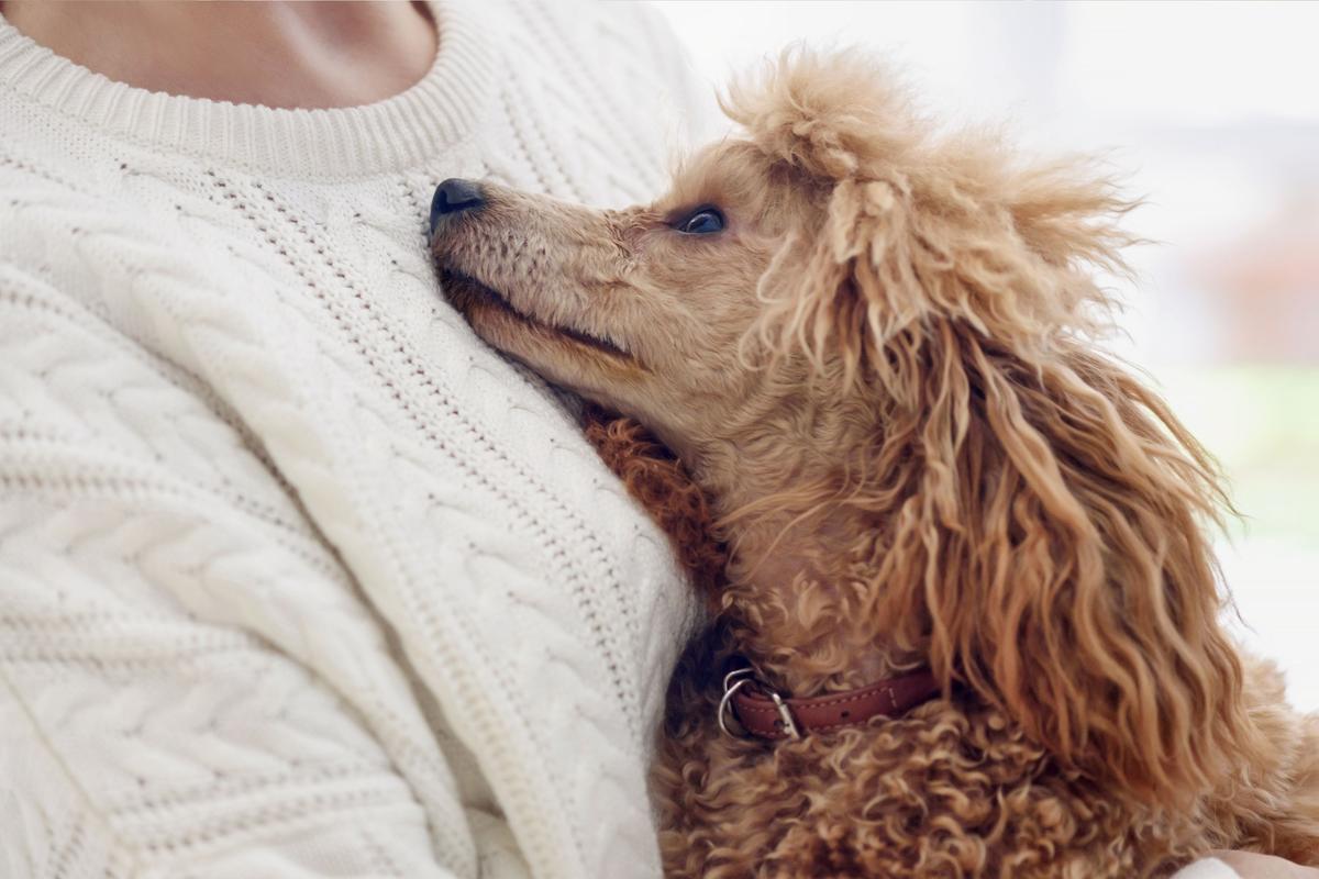  A stock image of a poodle resting on a person’s chest. 