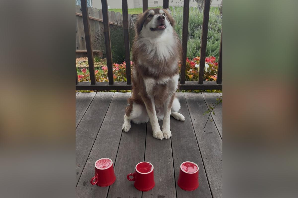  Photo of a husky mix participating in a memory test by selecting which cup is hiding a treat. 
