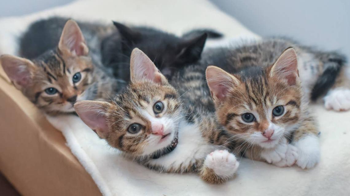Man Tries to Get 5 Stray Kittens Into a Kennel-and It Quickly Turns Into Chaos 