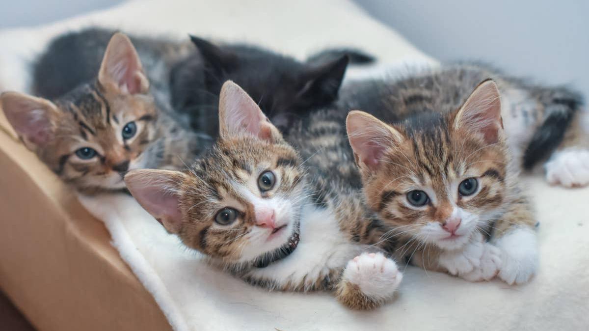 Three cute tabby kittens snuggled together. 