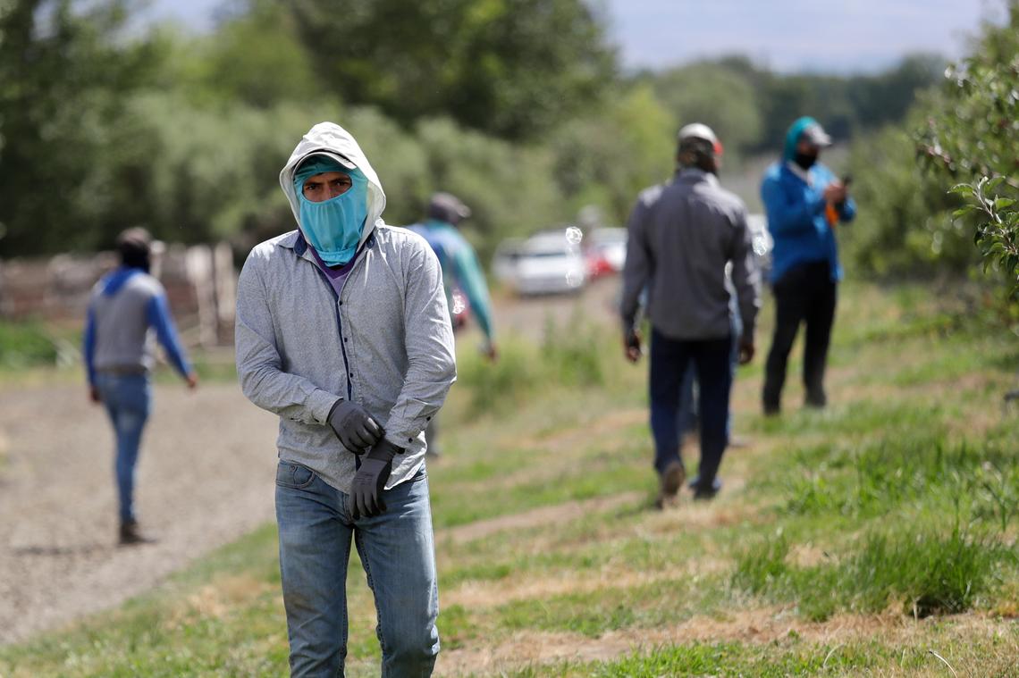 Workers at an orchard in June pull on equipment as they prepare to thin apple trees in Yakima, Wash. The coronavirus pandemic is hitting Yakima County hard, with cases surging far faster in than in the rest of the state. The virus has caused turmoil in the farm and food processing industries, where some fearful workers staged wildcat strikes recently to demand that employers provide safer working conditions.