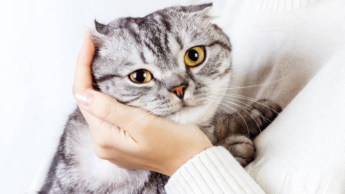 Cat Breeds Linked to Each Birth Month 