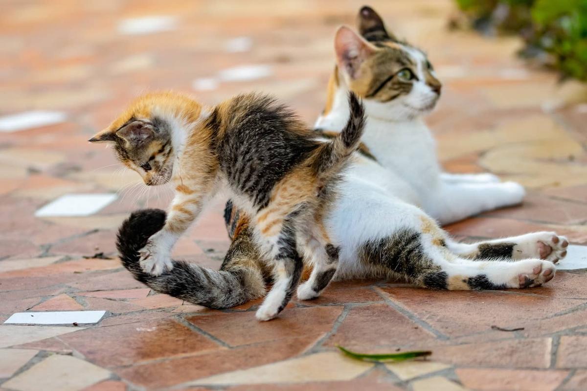 Kitten playing with a cat's tail.