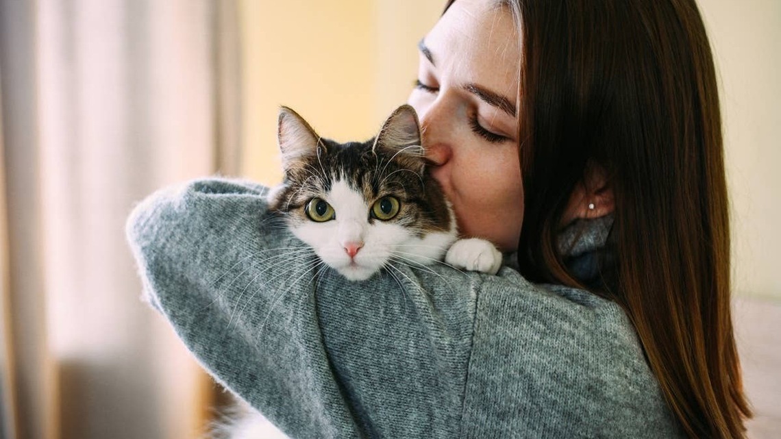 7 Sensitive Cat Breeds That Know When You Need a Hug 