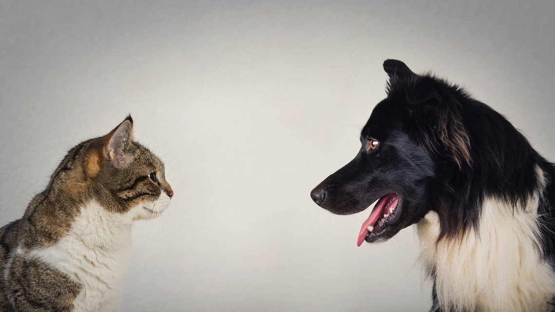 Dog Picks a Fight With Cat and Immediately Regrets His Decision
