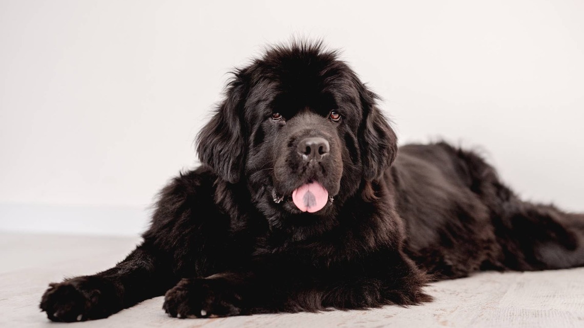 Newfoundland 'Huffs Like He Pays the Bills' After Being Told He Can't Walk in the Rain 