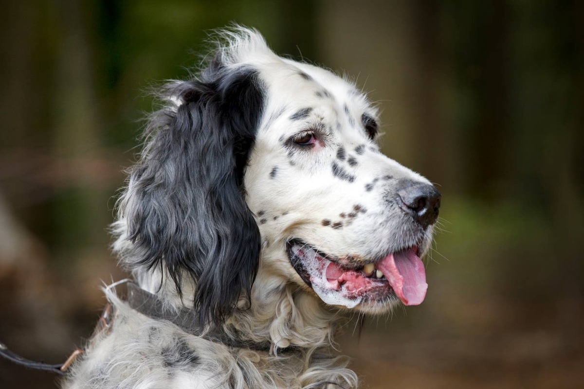  An English Setter outside with their tongue out.