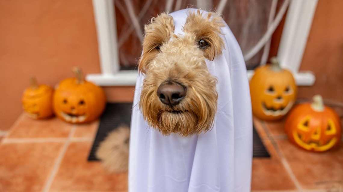 Goldendoodle Spends October Hoping His Humans Forget to Buy Him a Costume