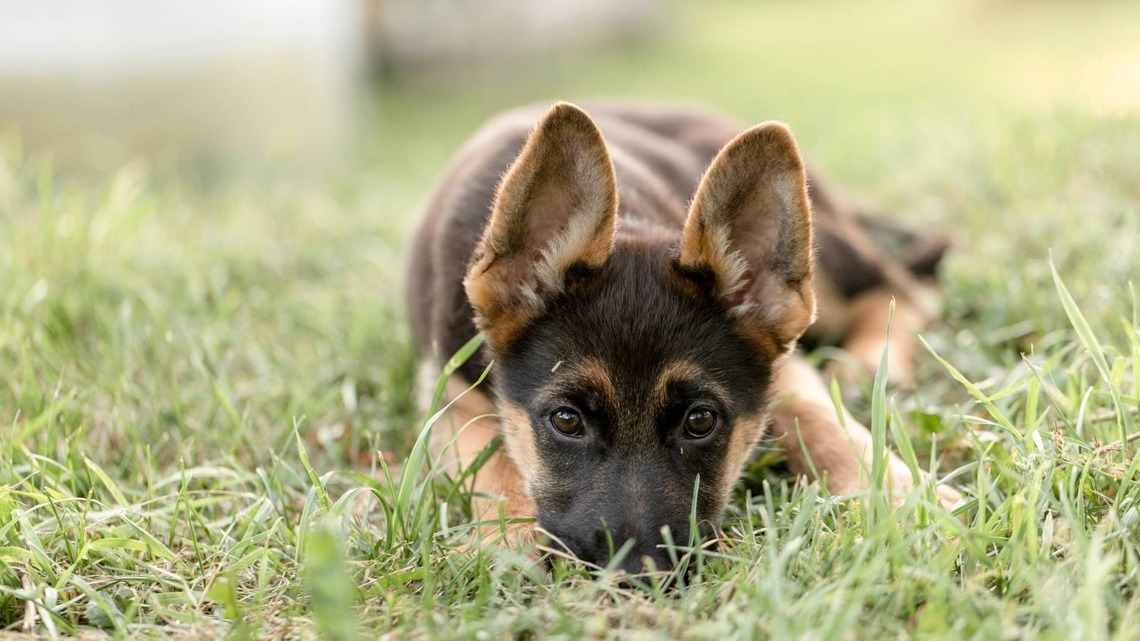 German Shepherd Puppy ‘Meets a Blueberry' and Makes a Very Clear Enemy 