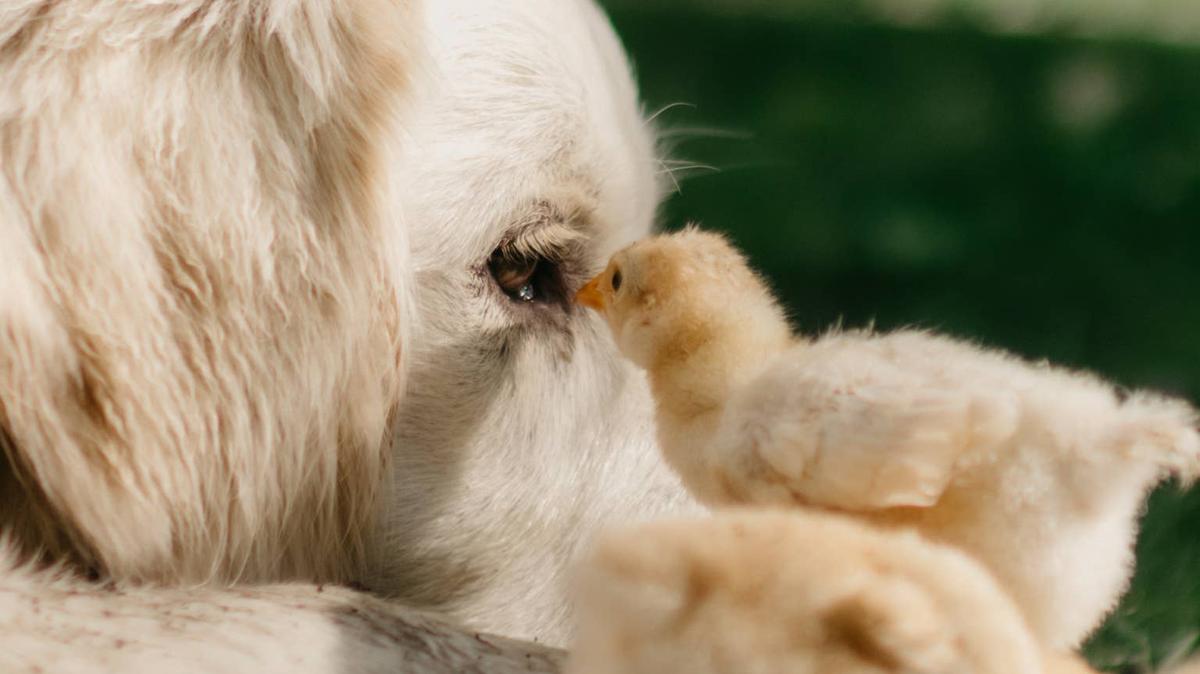 golden retriever + chick. 