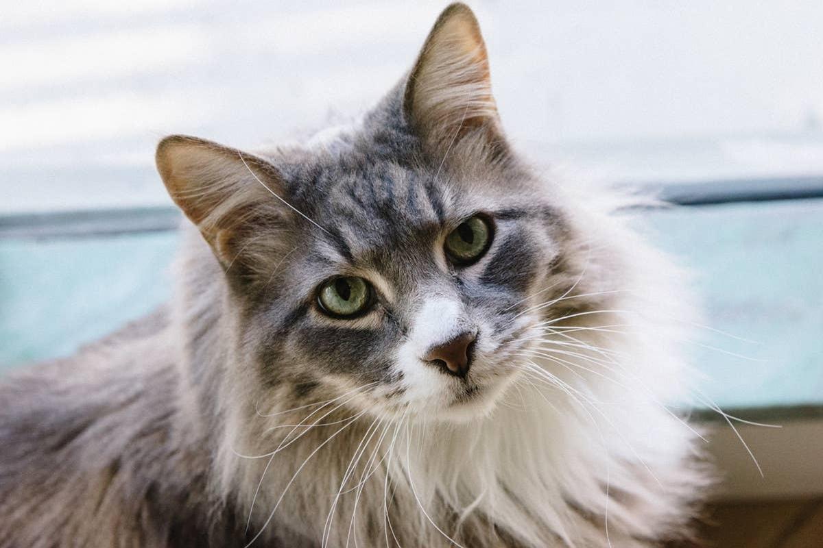  A dog-like cat that enjoys both travel and companionship.