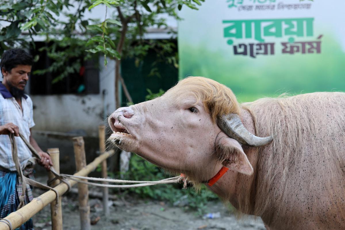 A sacrificial albino buffalo named after U.S. President Donald Trump which recently went viral, is pictured at an agro farm ahead of Eid-al-Adha, in Narayanganj, Bangladesh, May 20, 2026. REUTERS/Mohammad Ponir Hossain