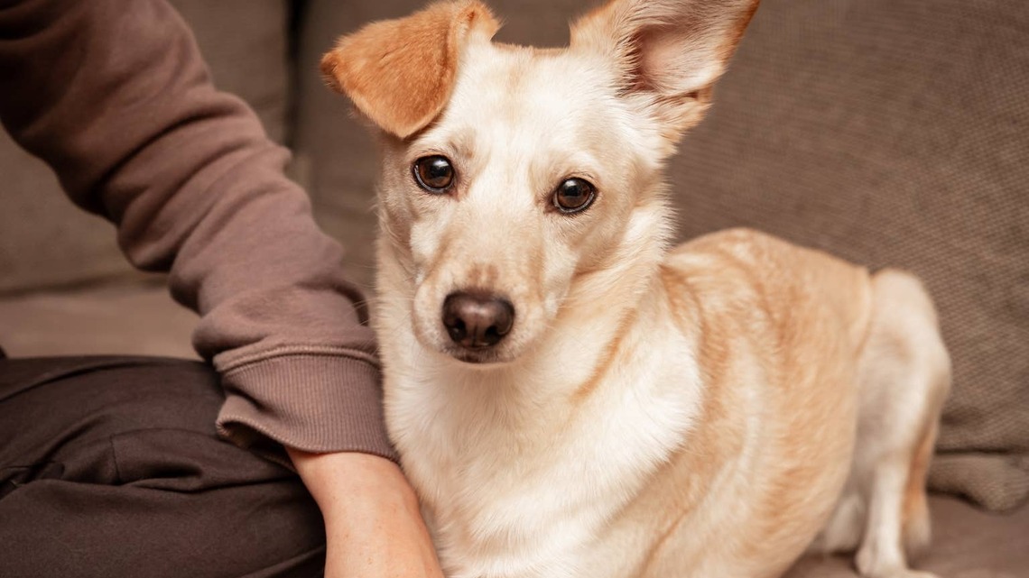 The Ultimate Checklist: What To Put in a Pet First-Aid Kit 