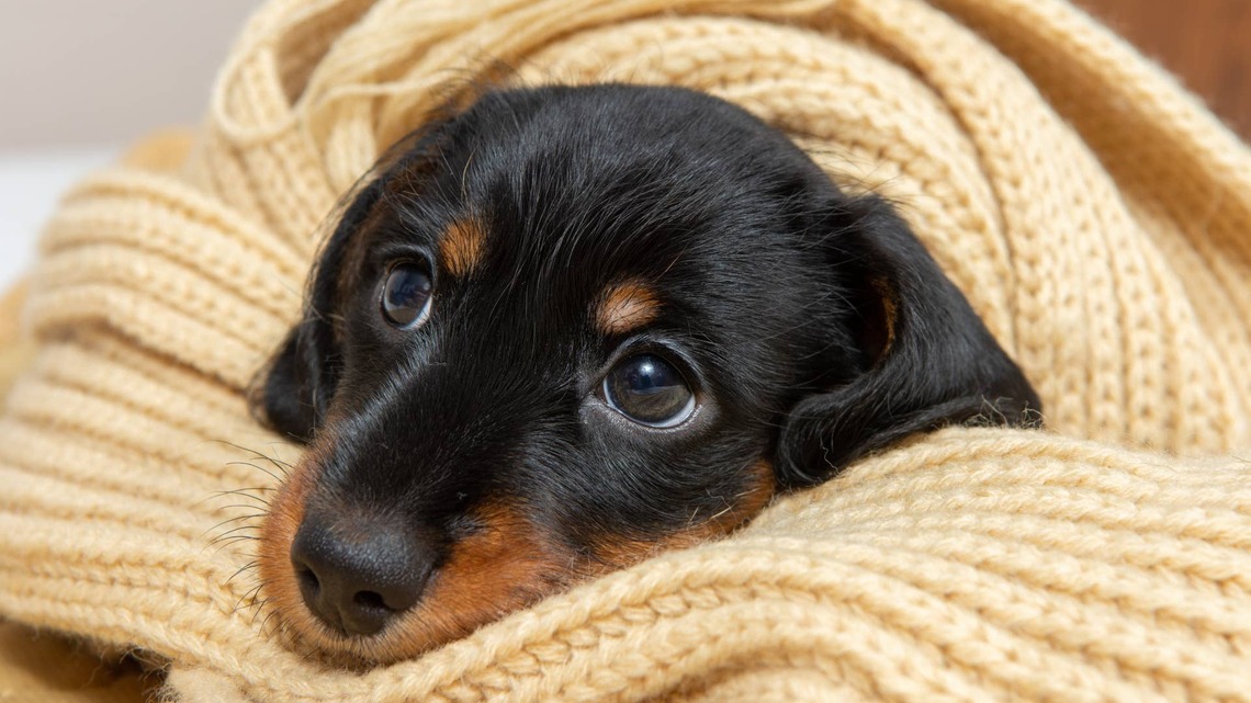 Why Does My Dachshund Burrow Under the Blankets? 4 Reasons