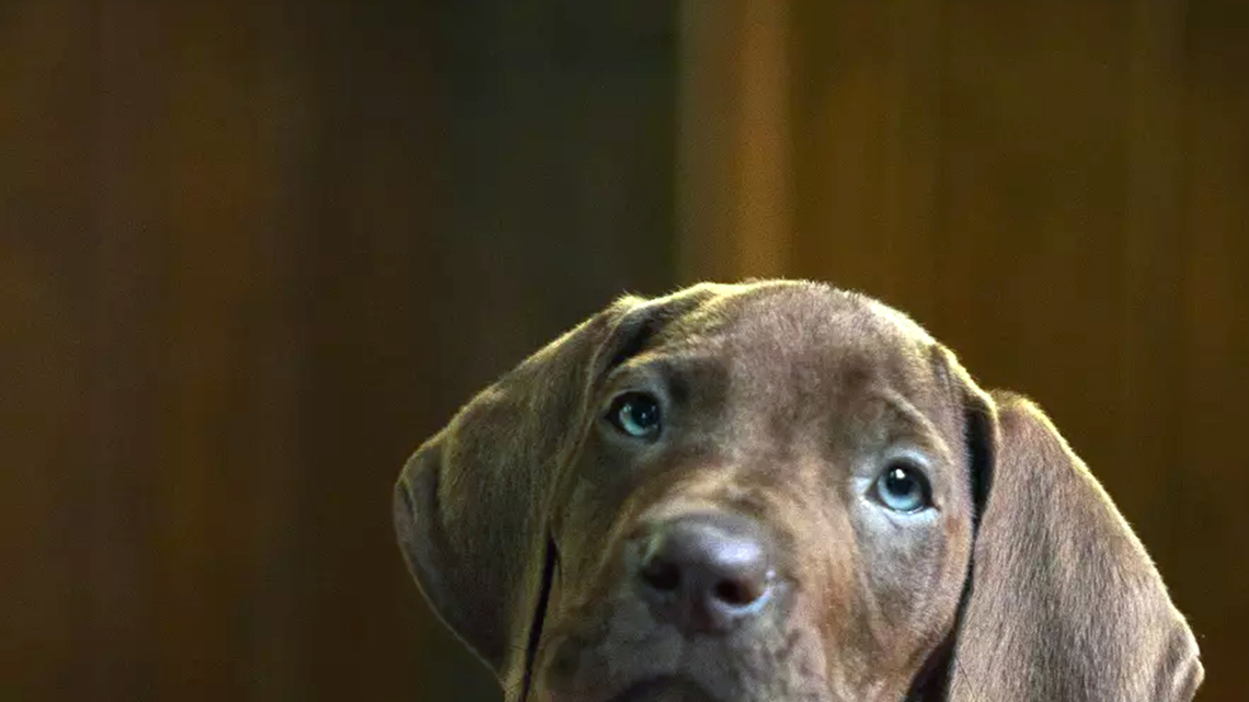 ‘Scooby-Doo: Origins' reveals its mystery-solving pup, and he's a very good boy 