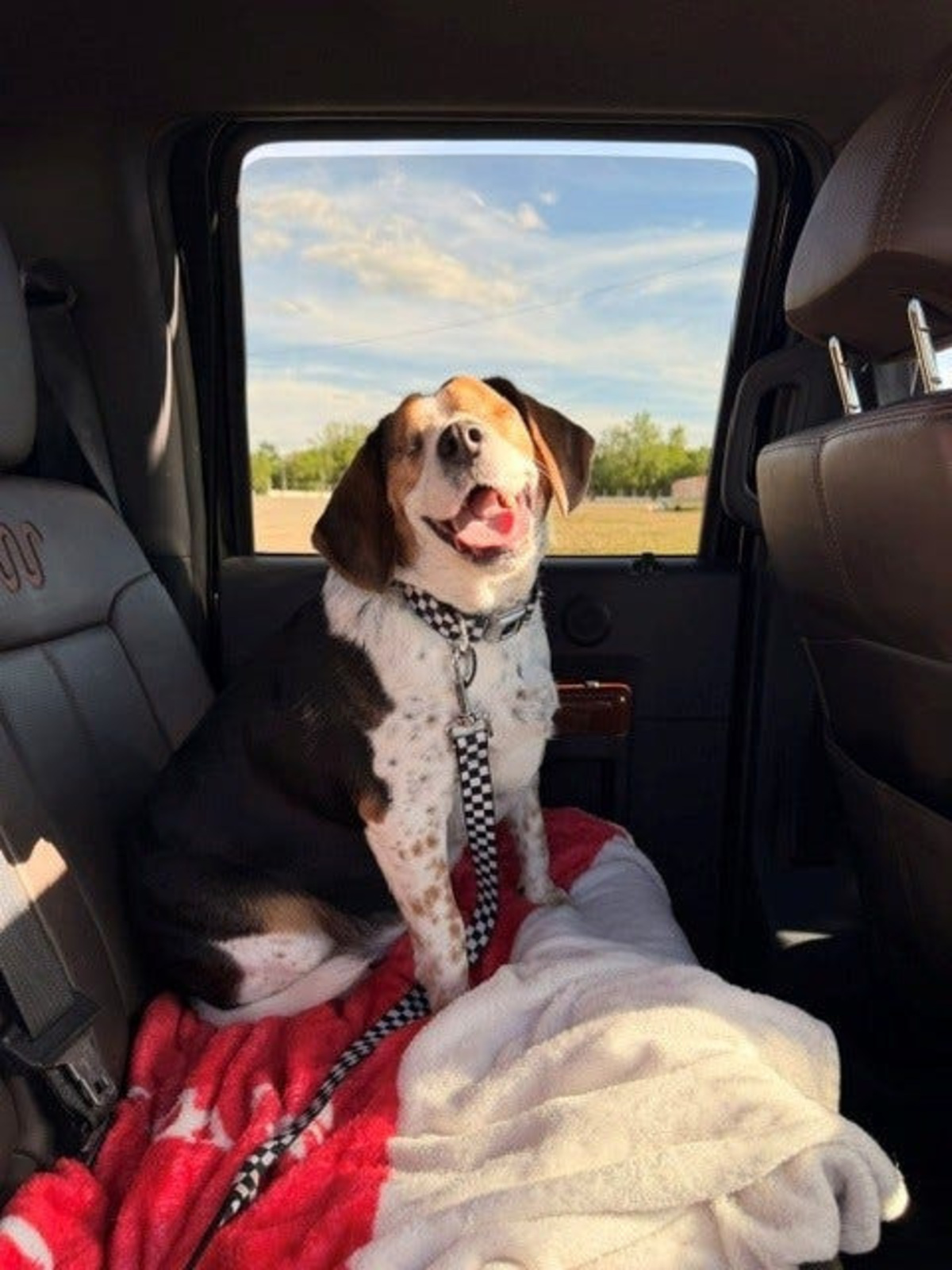 American Humane Society unveils 5 'standout dogs' vying for Hero Awards ...