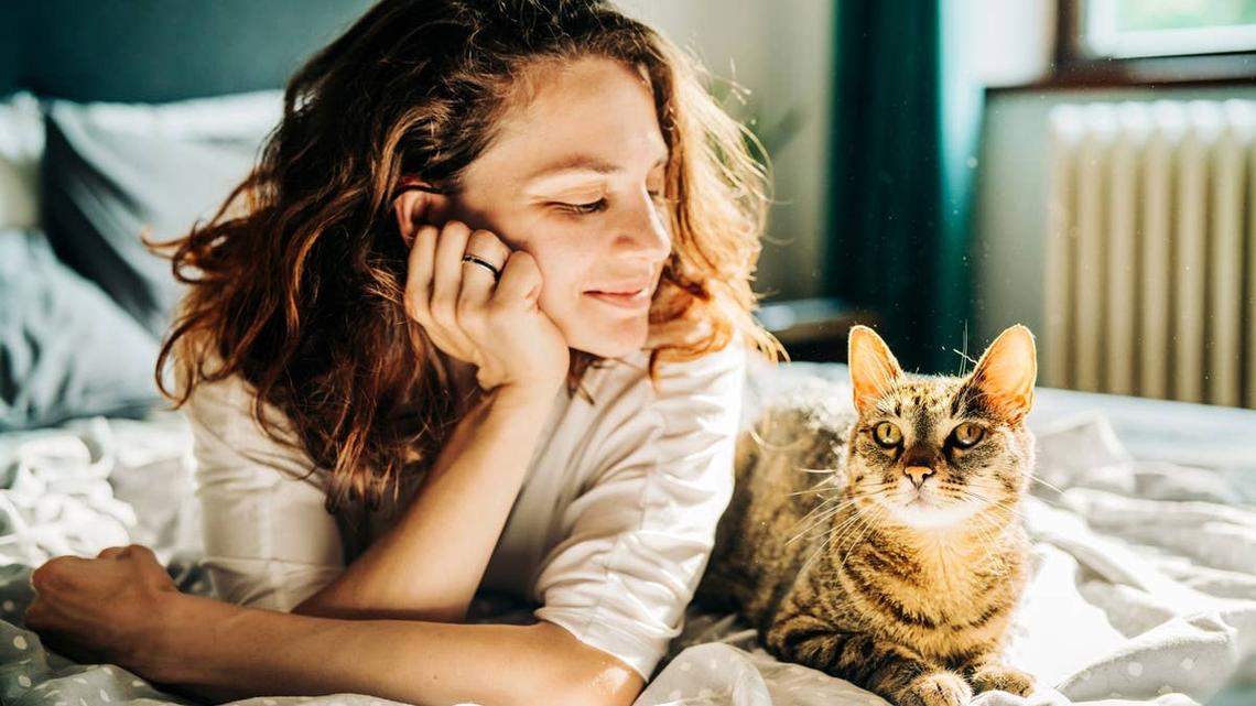 7 Cat Breeds Dog Lovers Tend to Like (According to Vets) 