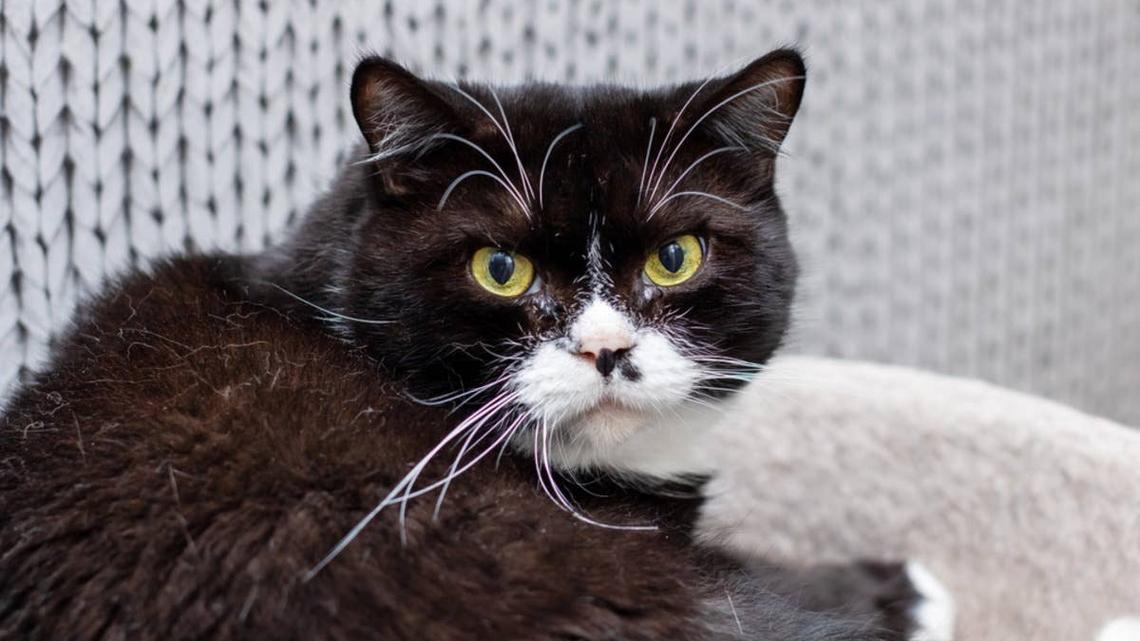 This Cat's Over-the-Top Angry Meows of Rage Have the Internet in Stitches 