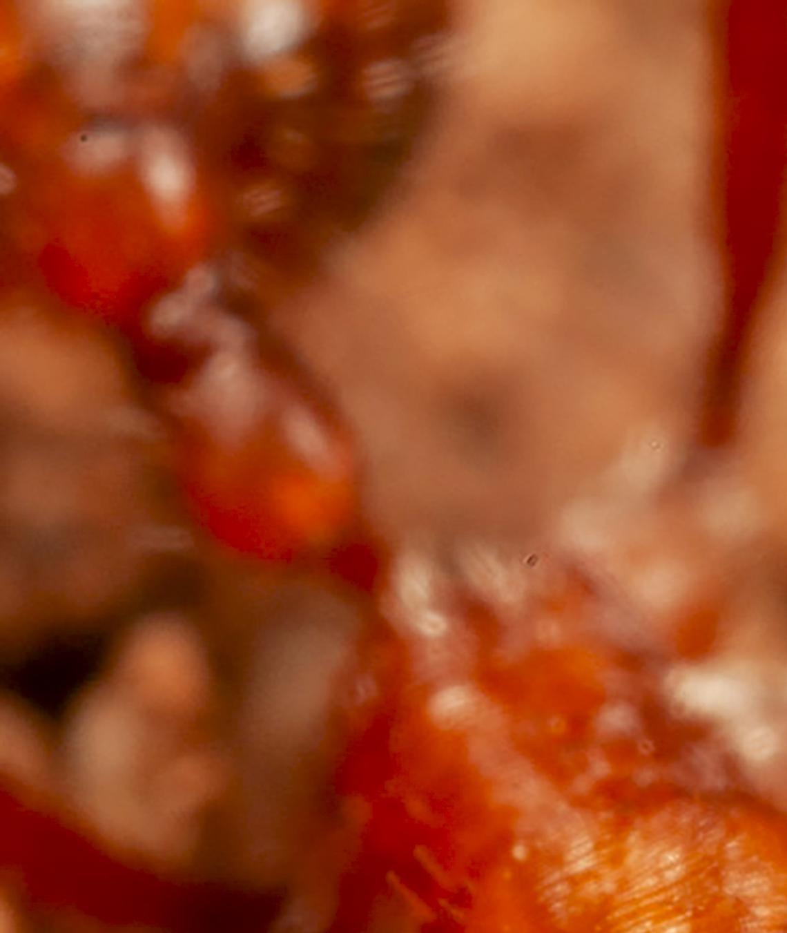 A photo provided by Mark W. Moffett shows a harvester ant letting a cone ant groom in its open jaws, in Portal, Ariz. A unique "choreography" between two ant species suggests a distinctive partnership in which one provides a carwash service to the other. (Mark W. Moffett via The New York Times) -- NO SALES; FOR EDITORIAL USE ONLY WITH NYT STORY SLUGGED ANTS PARTNERSHIP BY ALEXA ROBLES-GIL FOR APRIL 13, 2026. ALL OTHER USE PROHIBITED. --