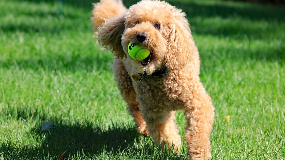 Australian Labradoodle with a ball in their mouth.