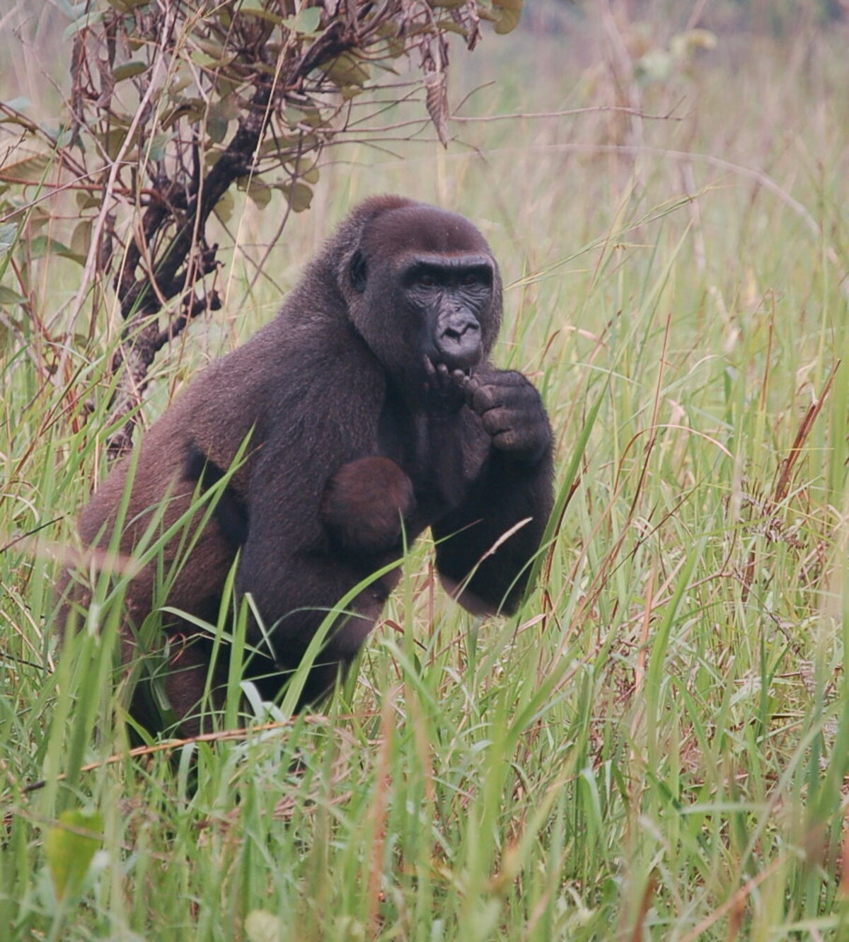  Lengui the gorialla with a baby in 2010. (Virginia Rodriguez Ponga / The Aspinall Foundation via SWNS) 