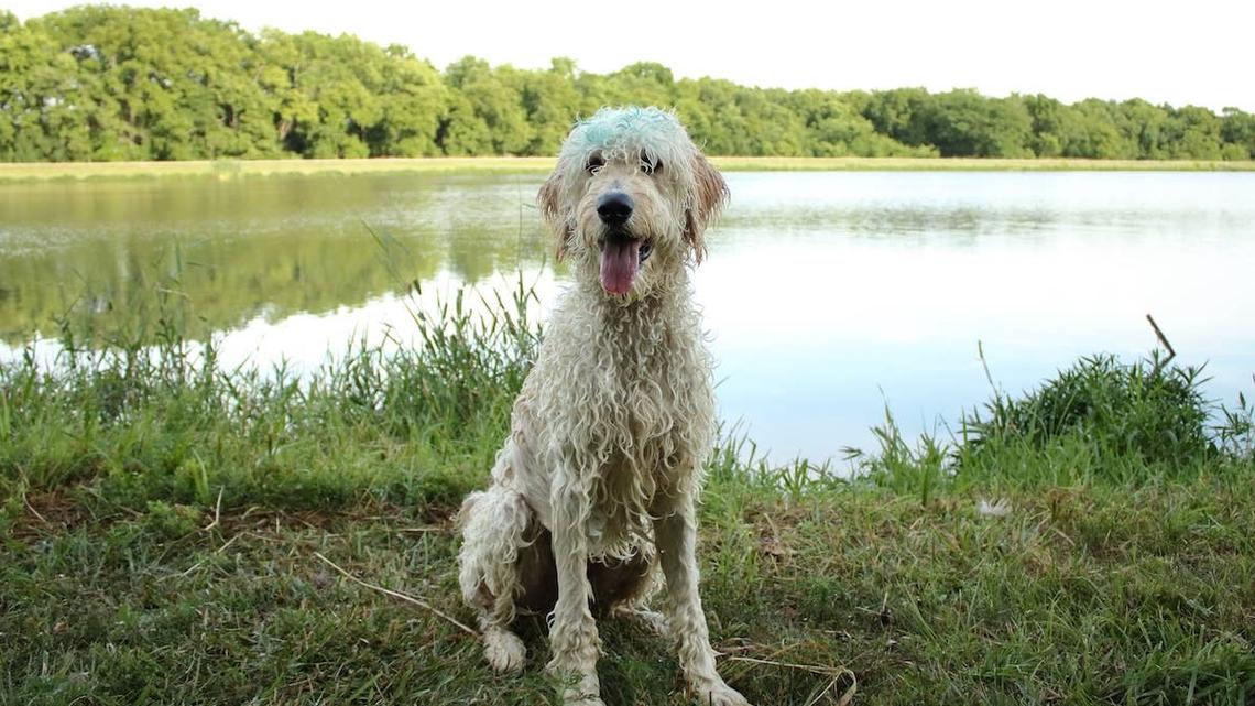 Wet Doodle dog sitting in front of a pond. 