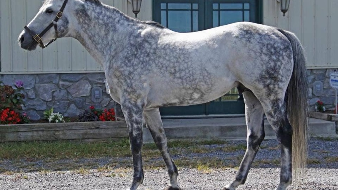 Leading West Virginia Sire Fiber Sonde Dies At Age 21 
