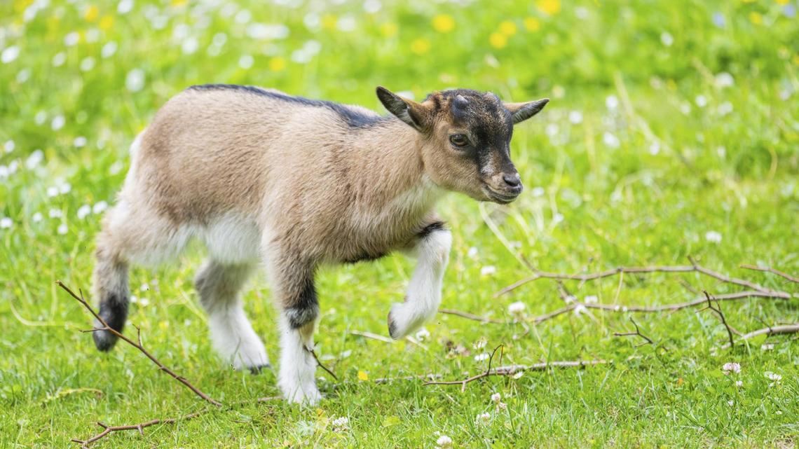 Someone Set Goats Hopping to Michael Jackson, and It's Somehow Perfect 