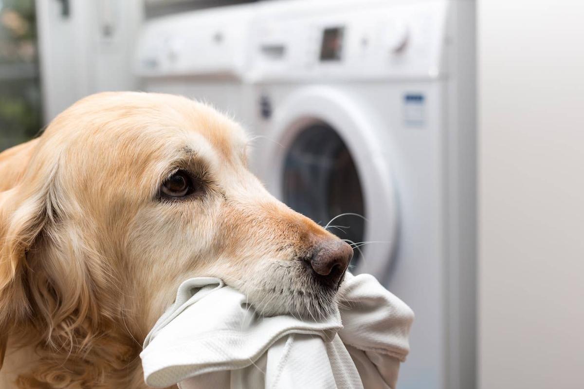  A Golden Retriever by laundry machines.