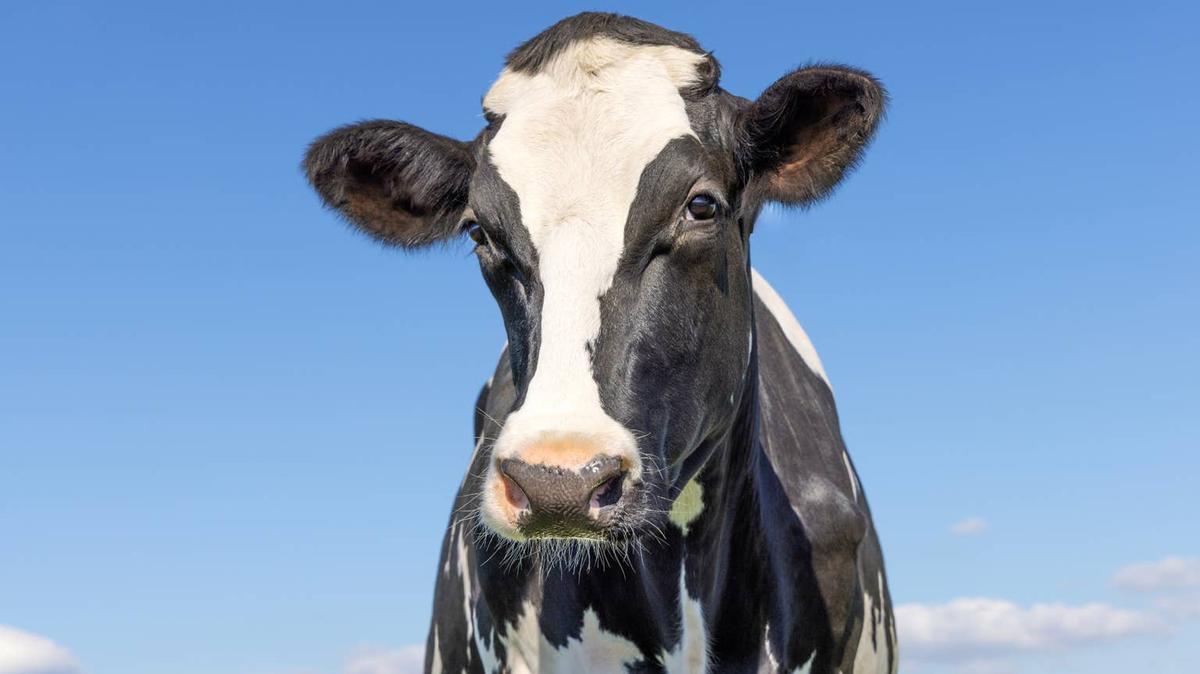 cow. 