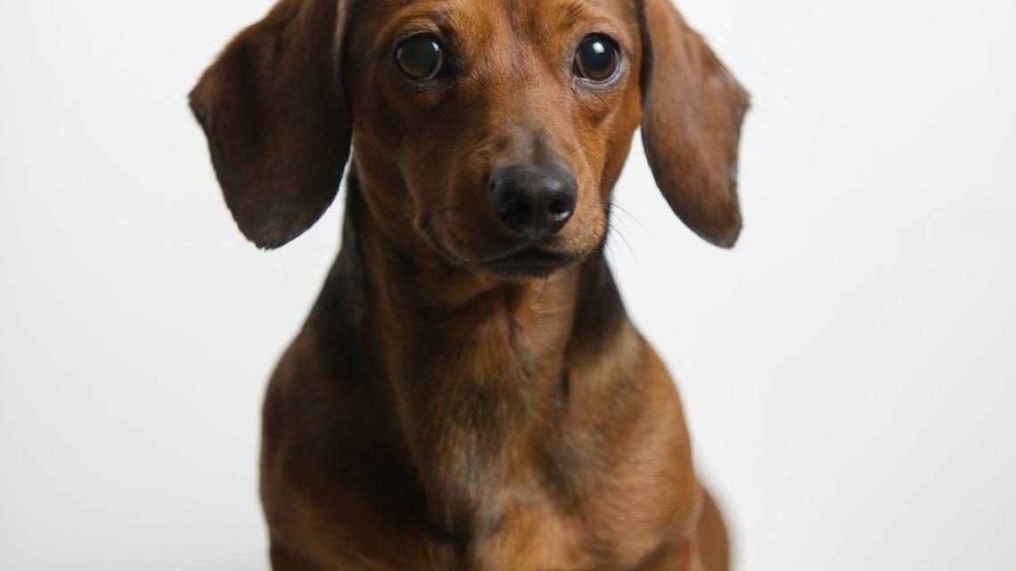 Senior Dachshund Joyfully Runs Around Pool Before Jumping in, Just Like a Kid 