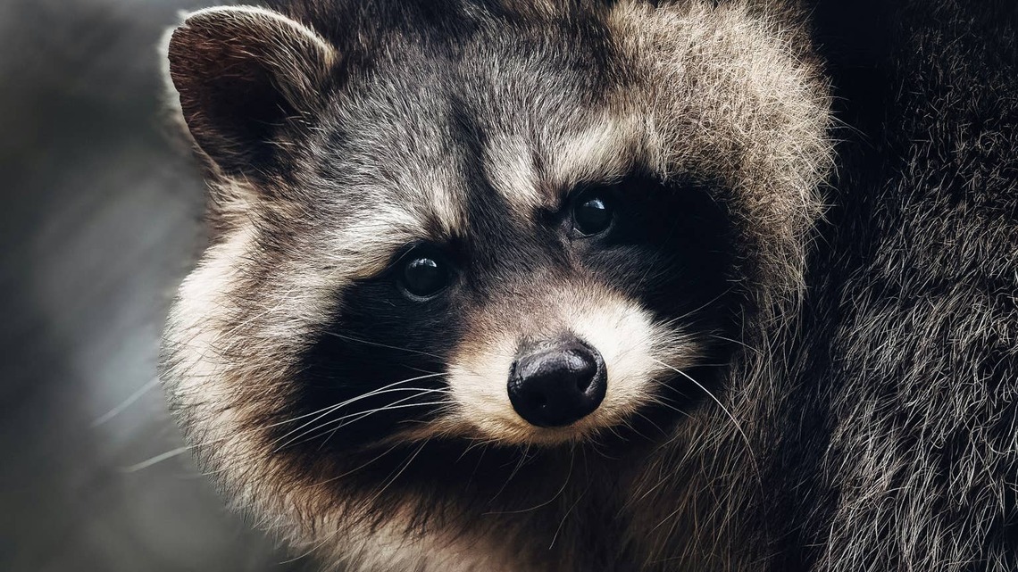 A Mother Raccoon and Her Babies Emerging From a Tree in Central Park Have Everyone Talking 