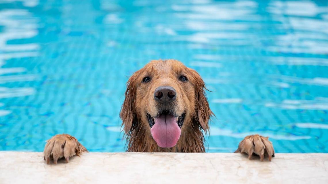 277 Dogs Just Made History at the World's Largest Pool Party in Miami-and It's Too Cute for Words 