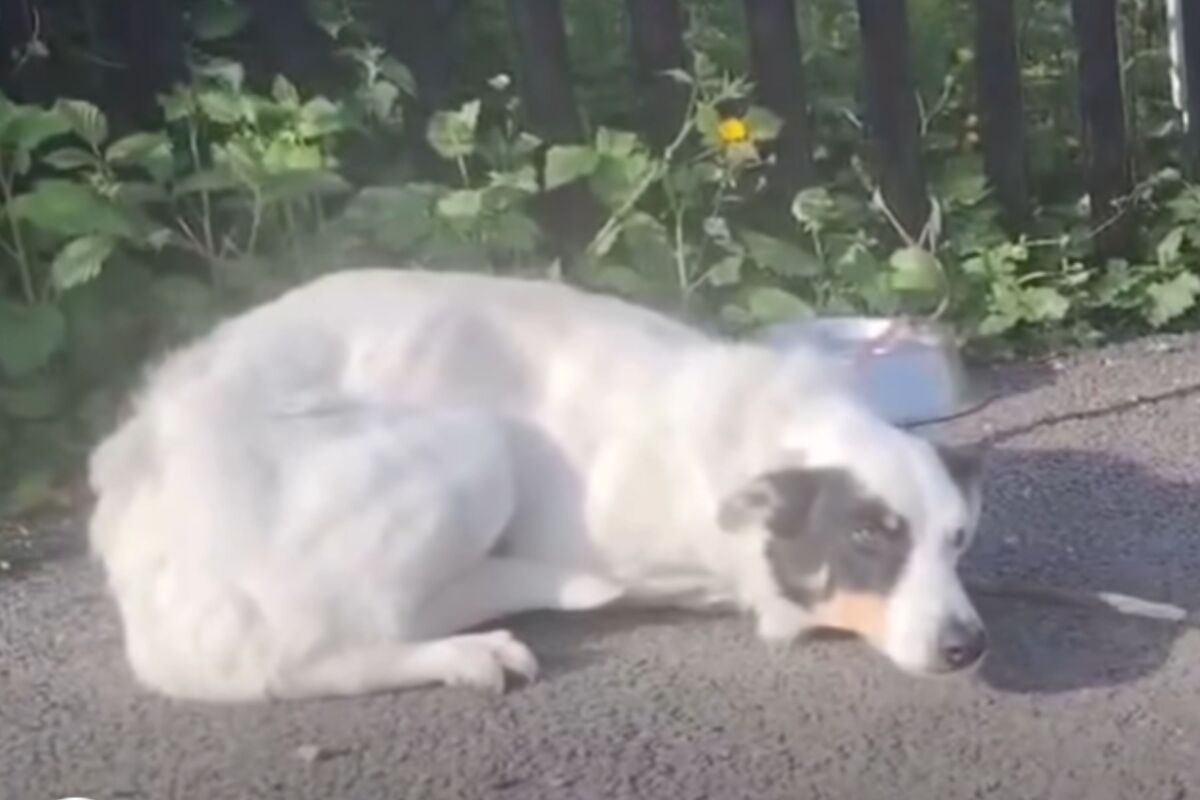  Screenshot from a May 28 Facebook video of an employee discovering a dog left outside a rescue organization, abandoned with nothing but a note and water bowl. 