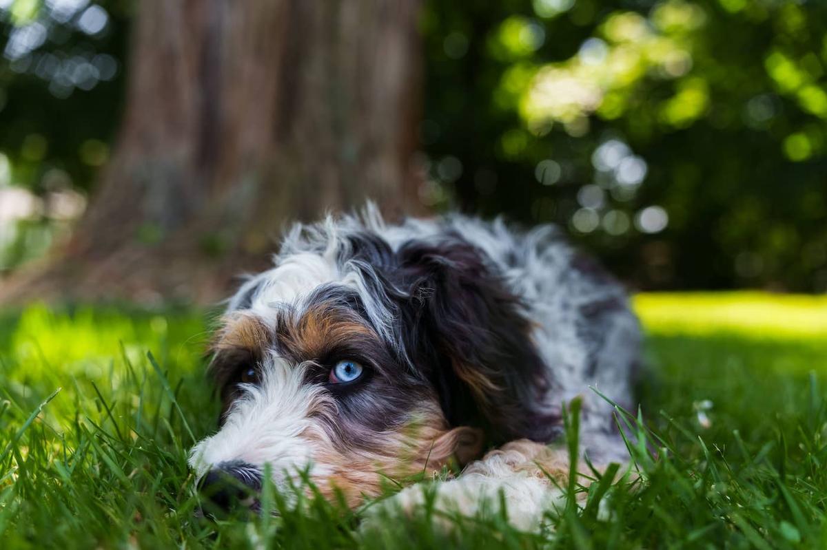  A Merle Bernedoodle sitting in the grass.