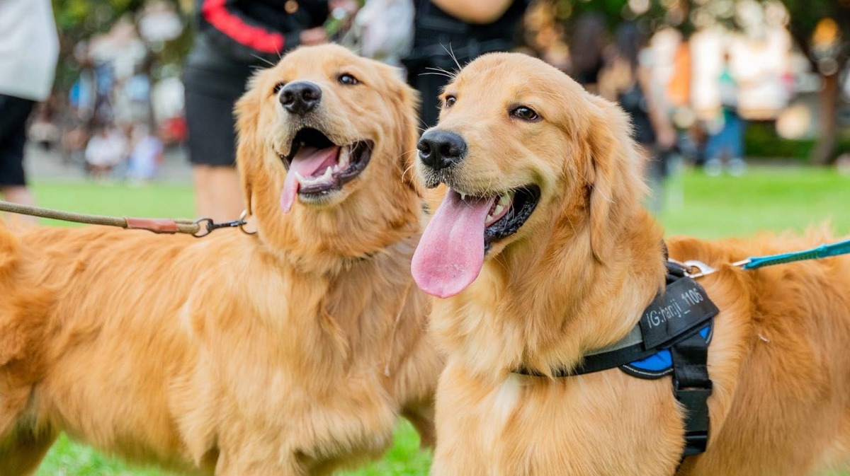 golden retrievers. 