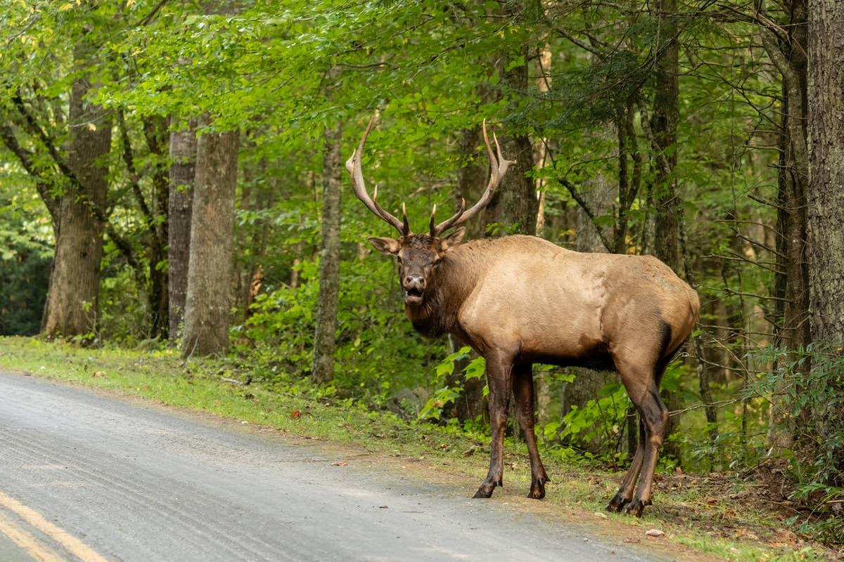  A close-up of a wild elk walking in Cataloochee Valley, North Carolina.