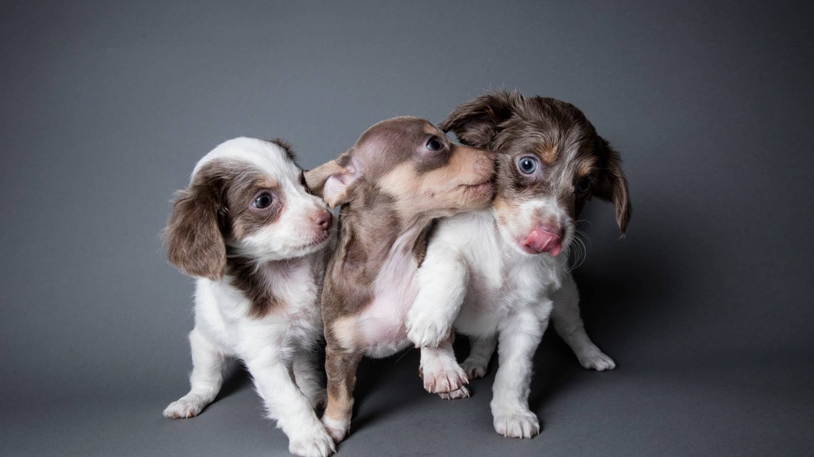 These Five Dachshunds Each Play A Different Role, and It's Hilarious To See 