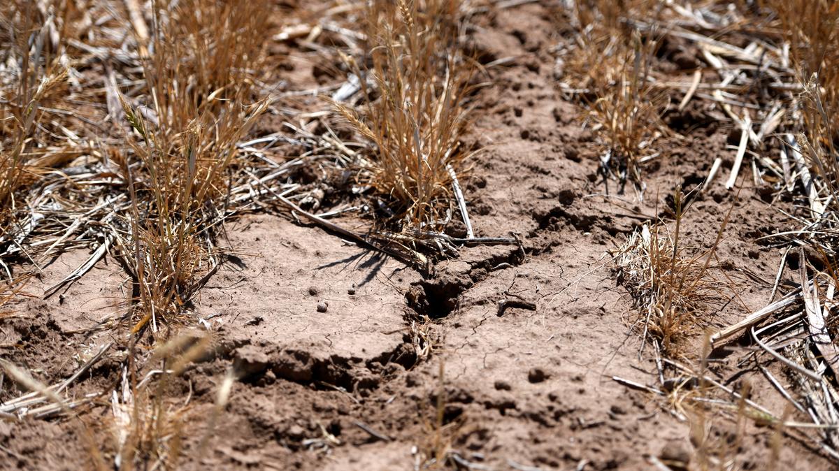 A view shows cracks in Scott Irlbeck's wheat plot in Tulia, Texas, U.S., May 13, 2026. Irlbeck took over the family farm in 2014. REUTERS/Annie Rice