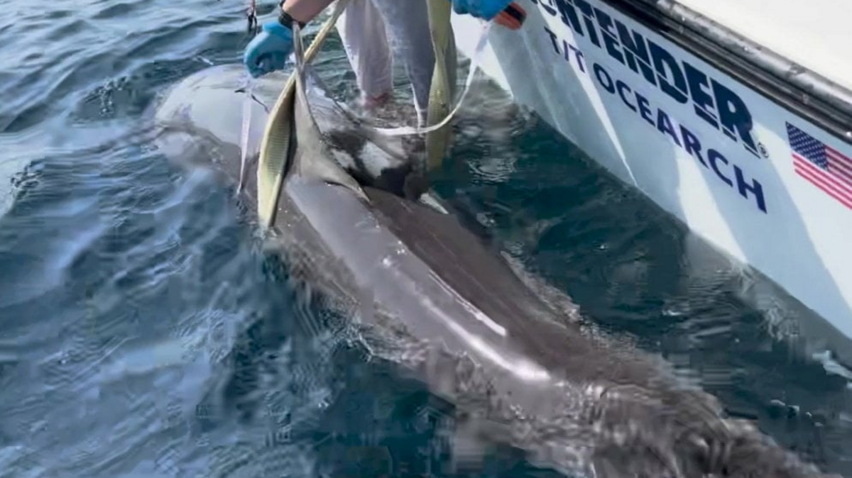 (OCEARCH via SWNS). 