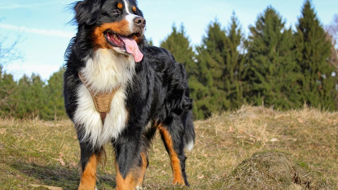 Bernese Mountain Dog Waiting for 'His' Hotel Guests To Arrive Is the Best Little Innkeeper 