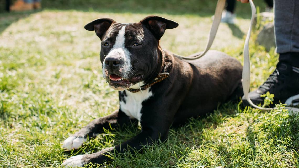 This Goofy Staffordshire Terrier Keeps Being Overlooked By Adopters for One Heartbreaking Reason 