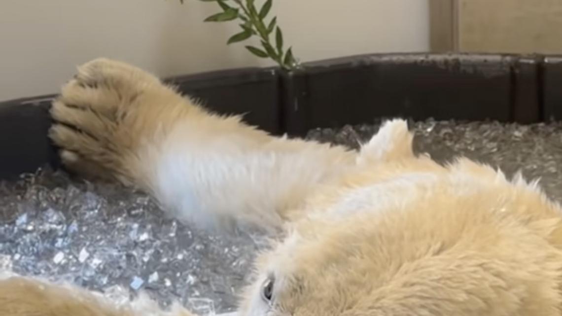 Polar Bear’s Adorable Ice Bath Went Viral—But the Real Conservation Story Will Touch Your Heart