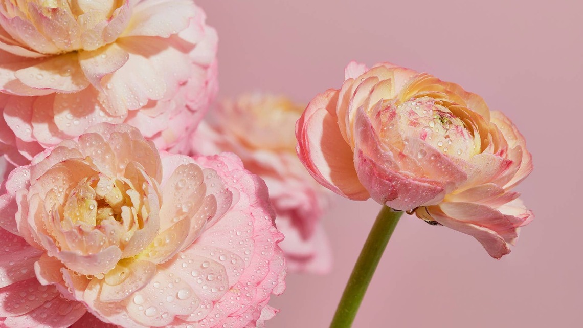 This Florist Trick Makes Grocery Store Flowers Look Professionally Arranged 