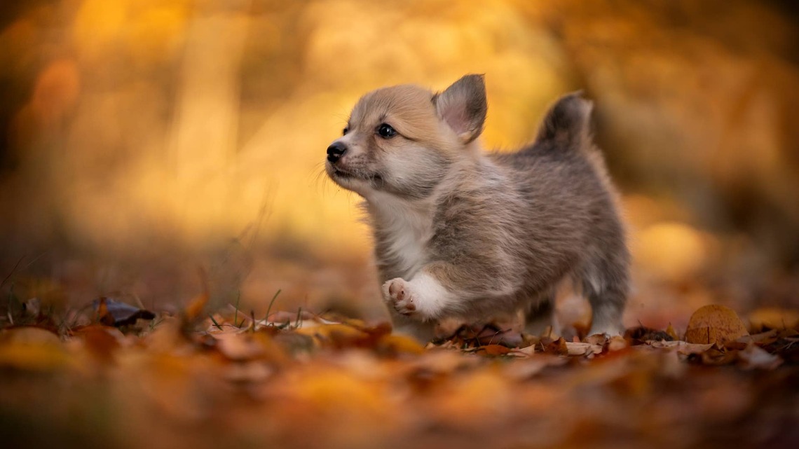 Why Vets Are Begging You to Check Your Dog's Paws After Every Autumn Walk